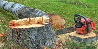 Best Tree Preservation Services  in The Village, OK