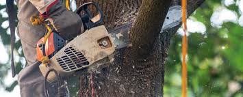 Best Tree Mulching  in The Village, OK