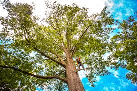 Best Organic Lawn Care Solutions  in The Village, OK
