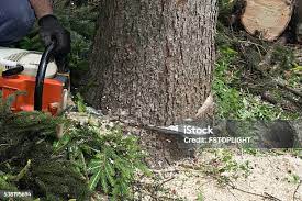 Best Commercial Tree Services  in The Village, OK