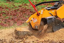 Best Lawn Disease Treatment  in The Village, OK