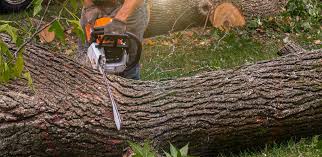 The Village, OK Tree Services Company