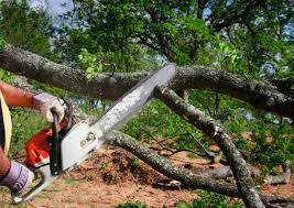 Best Tree Removal  in The Village, OK