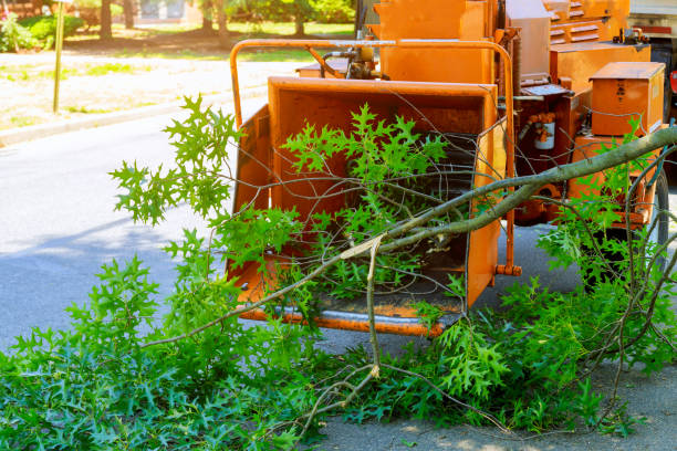 Best Commercial Tree Services  in The Village, OK