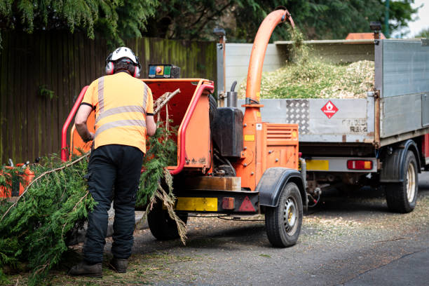 How Our Tree Care Process Works  in  The Village, OK