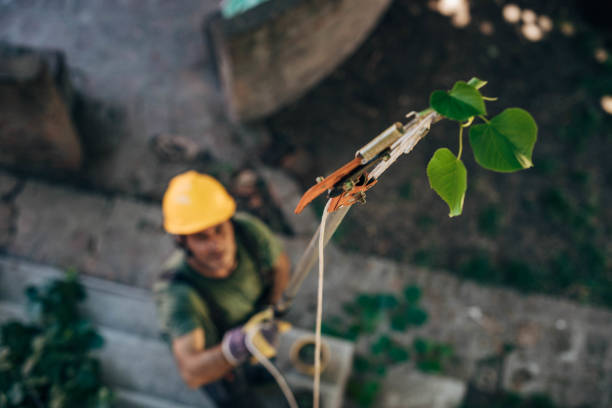 Best Tree Trimming and Pruning  in The Village, OK