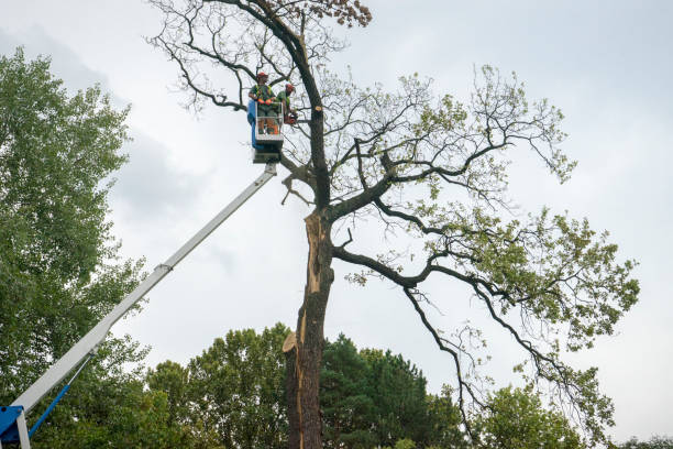 Best Tree Disease Treatment  in The Village, OK