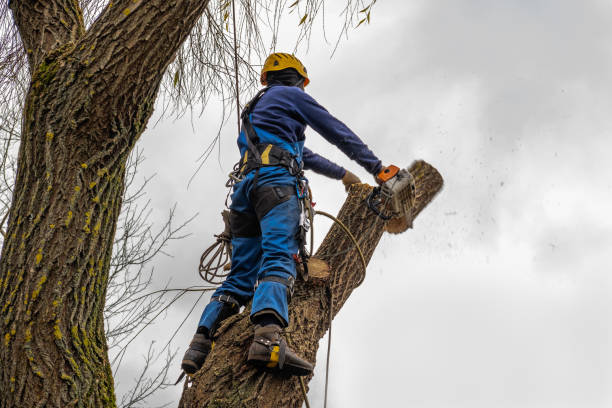 Seasonal Cleanup (Spring/Fall) in The Village, OK