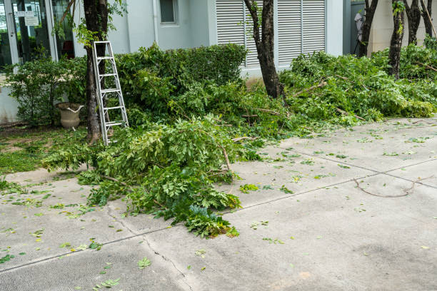 Best Tree Health Inspection  in The Village, OK