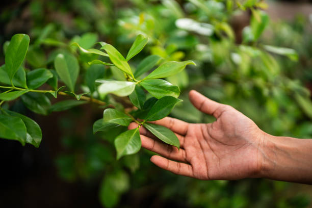 Best Tree Maintenance Programs  in The Village, OK