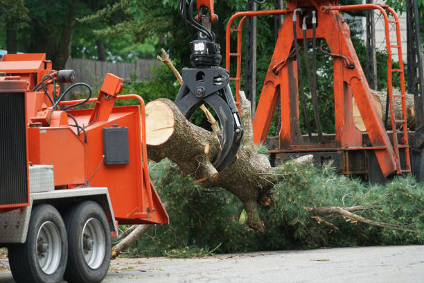 Best Tree Cabling and Bracing  in The Village, OK