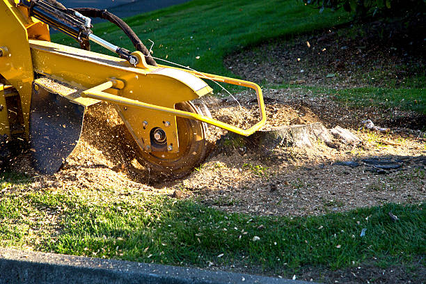 Best Lawn Pest Prevention  in The Village, OK