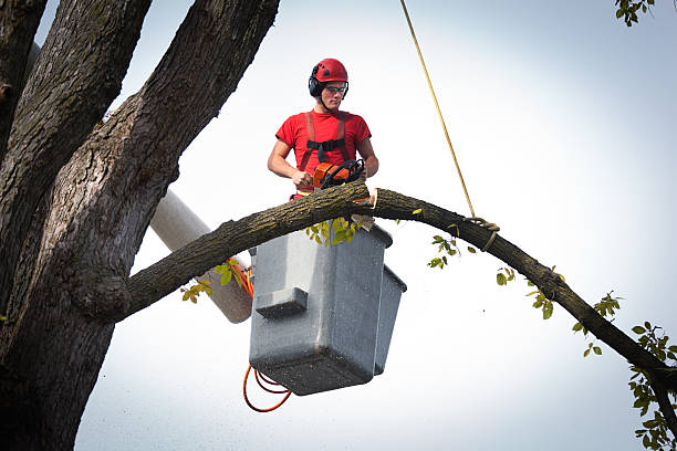 Best Hazardous Tree Removal  in The Village, OK