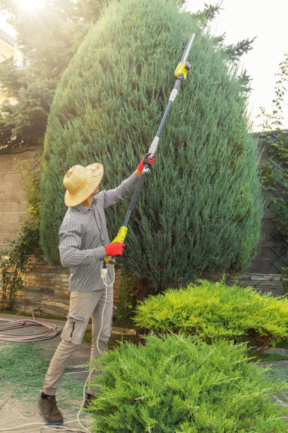 Best Fruit Tree Pruning  in The Village, OK