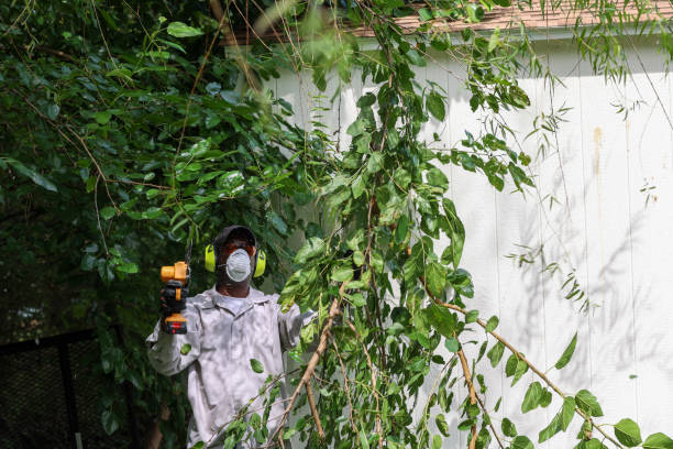 Best Root Management and Removal  in The Village, OK