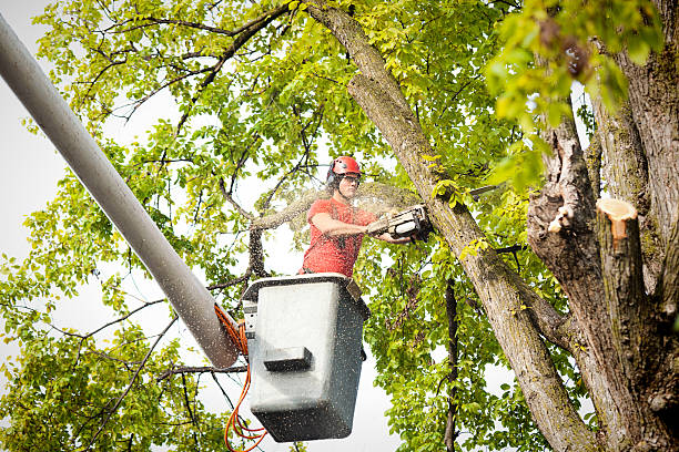 Best Storm Damage Tree Cleanup  in The Village, OK