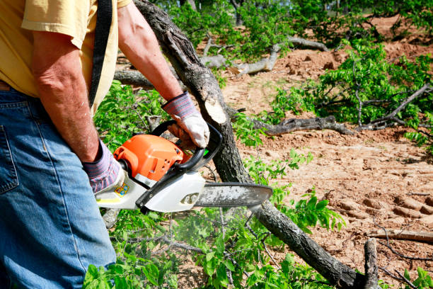 Best Arborist Consultation Services  in The Village, OK