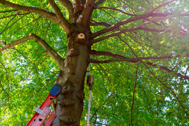 Best Tree and Shrub Care  in The Village, OK
